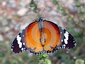 Giant Butterfly