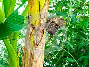 Giant butterfly in the natural park