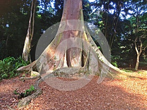 Giant buttress roots photo