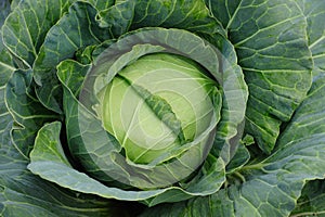 Giant Cabbage