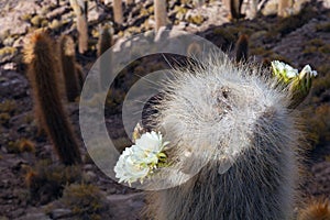 Giant cacti in the flowering period on the island Incahuasi