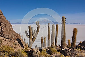 Giant cacti on the island of Incahuasi in Bolivia