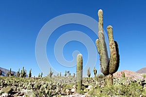Giant cactus in Altiplano