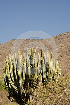 Giant cactus growing on desert mountainside in Mexico