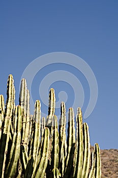 Giant cactus growing on desert mountainside in Mexico