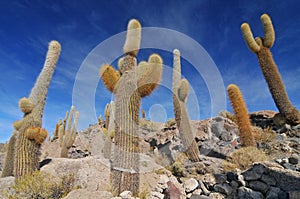 Giant cactus on the Isla del Pescado Fish Island on Salar de Uyuni, Potosi Bolivia