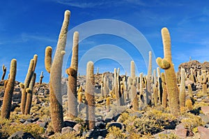 Giant cactus on the Isla del Pescado Fish Island on Salar de Uyuni, Potosi Bolivia