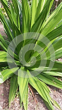 Giant cactus leaves