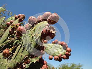 Giant cactus from Mexico