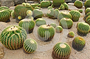 Giant cactus in Nong Nooch Tropical Botanical Garden, Thailand