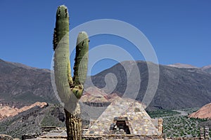 Giant cactus and ruins in the plateaux