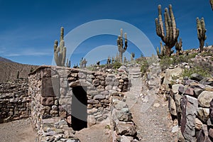 Giant cactus and ruins in the plateaux