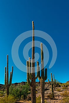 Giant cactus Saguaro cactus Carnegiea gigantea against the blue sky, Arizona USA