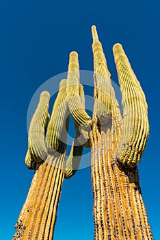 Giant cactus Saguaro cactus Carnegiea gigantea against the blue sky, Arizona USA