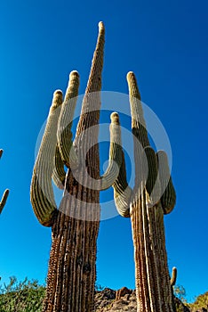 Giant cactus Saguaro cactus Carnegiea gigantea against the blue sky, Arizona USA photo