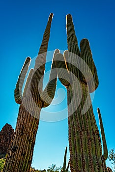 Giant cactus Saguaro cactus Carnegiea gigantea against the blue sky, Arizona USA photo