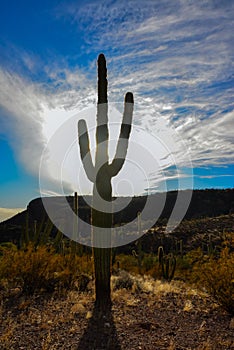 Giant cactus Saguaro cactus Carnegiea gigantea against the blue sky and clouds, Arizona USA