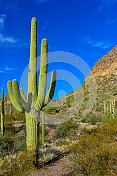 Giant cactus Saguaro cactus Carnegiea gigantea, Arizona USA