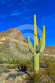 Giant cactus Saguaro cactus Carnegiea gigantea, Arizona USA photo