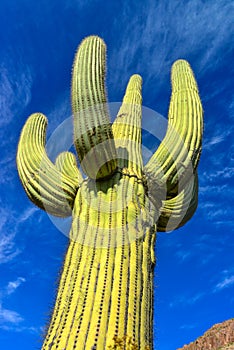 Giant cactus Saguaro cactus Carnegiea gigantea, Arizona USA photo