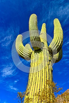 Giant cactus Saguaro cactus Carnegiea gigantea, Arizona USA photo