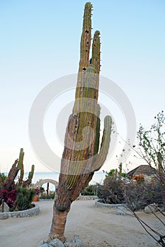 Giant cactus tree in the middle of the resort village, El Sargento, BCS, Mexico