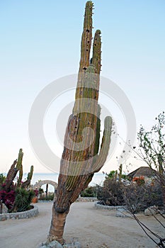 Giant cactus tree in the middle of the resort village, El Sargento, BCS, Mexico