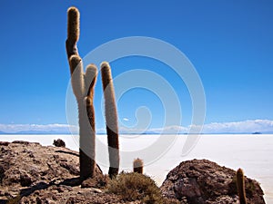 Giant cactus and Uyuni salt lake