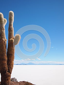 Giant cactus and Uyuni salt lake