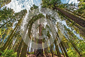 Giant California Sequoia tree grouping