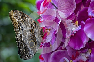 Giant Caligo Eurilochus Blume butterfly resting on plastic fake orchid flower