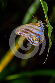 Giant Caligo Oileus Butterfly, the owl butterfly, Amazonian rainforest, in Cuyabeno National Park in South America