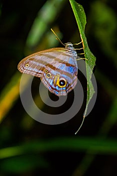 Giant Caligo Oileus Butterfly, the owl butterfly, Amazonian rainforest, in Cuyabeno National Park in South America