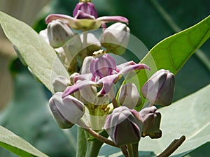 Giant calotrope flower in india