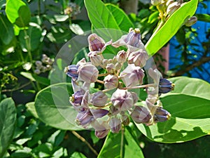 Giant Calotropis is a one kind of Poisonous plant.