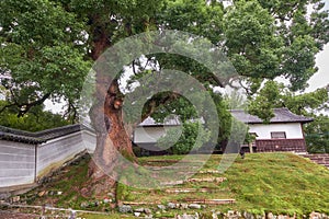 The giant camphor tree in front of the gate of Shoren-in Monzeki temple. Kyoto. Japan