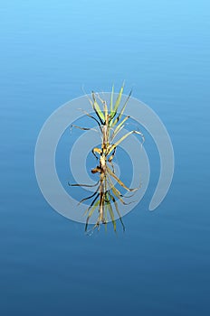 Giant cane reflected in the blue water of a lake