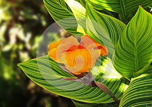 Giant Canna flower