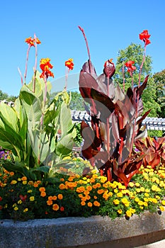 Giant Canna plants in Rosetta McClain Gardens, Scarborough, Ontario photo