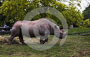 Giant Cape rhinoceros (Diceros bicornis bicornis) in a grassland against a tree