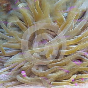 Giant Caribbean sea anemone, Condylactis gigantea. CuraÃ§ao, Lesser Antilles, Caribbean