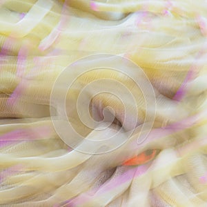 Giant Caribbean sea anemone, Condylactis gigantea. CuraÃ§ao, Lesser Antilles, Caribbean