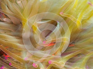 Giant Caribbean sea anemone, Condylactis gigantea. CuraÃ§ao, Lesser Antilles, Caribbean