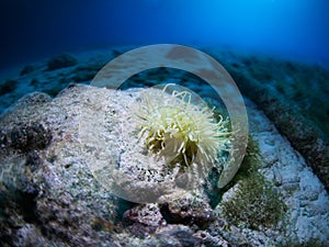 Giant Caribbean sea anemone, Condylactis gigantea. CuraÃ§ao, Lesser Antilles, Caribbean