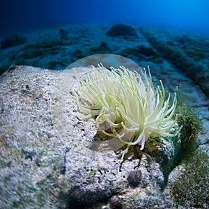Giant Caribbean sea anemone, Condylactis gigantea. CuraÃ§ao, Lesser Antilles, Caribbean