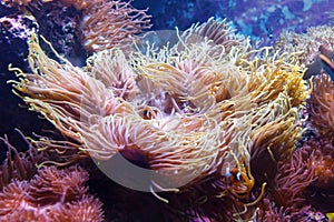 Giant Carpet Anemone, Heteractis Magnifica, Marine biology, Sea anemone