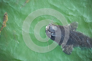 Giant catfish in the cooling pond