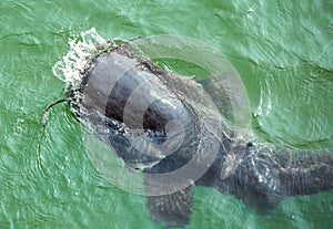 Giant catfish in the cooling pond