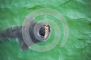 Giant catfish in the cooling pond