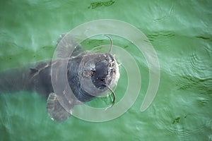 Giant catfish in the cooling pond